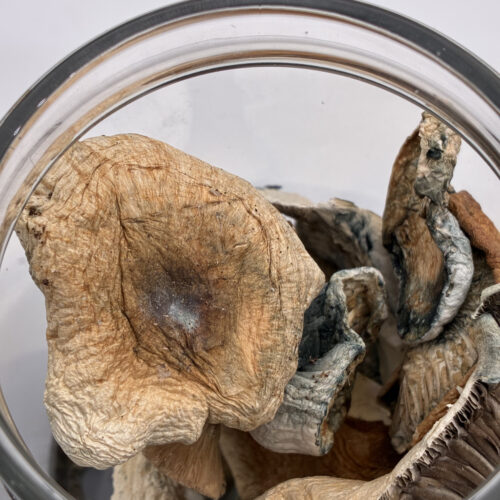 Jedi Mind Fuck Magic Mushrooms 7g-28g dried shrooms