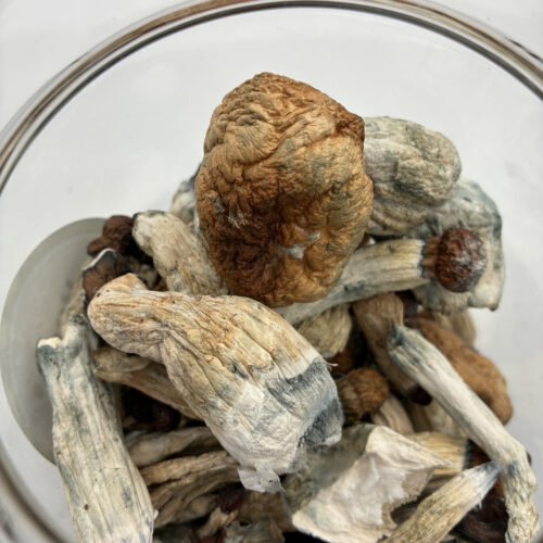 Penis Envy Magic Mushrooms | 7g-28g