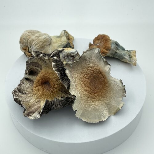 Hillbilly Pumpkin Magic Mushrooms | 7-28g