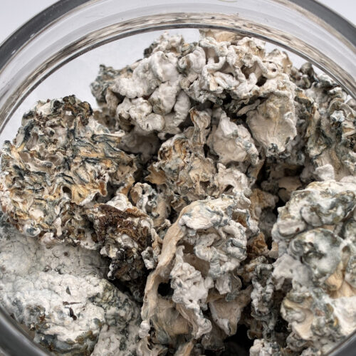 Enigma Magic Mushrooms | 7g -28g