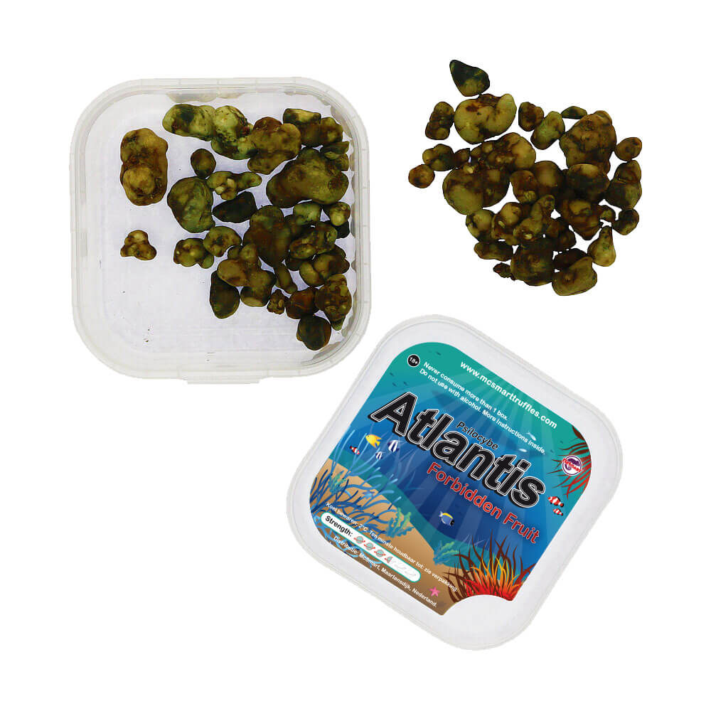 Psilocybe Atlantis Magic Truffles | 15g - Image 2